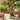 Garten Dekoration
